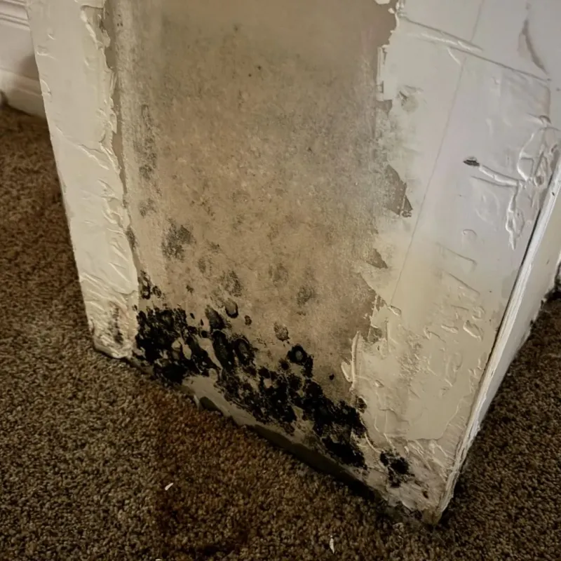 Professional Mold Removal in West Pittston, PA